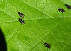 Berisina maculipennis