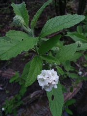 Varronia macrocephala