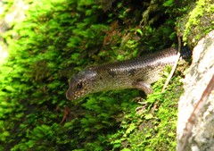 Sphenomorphus praesignis