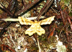 Fritillerinnys clathraria