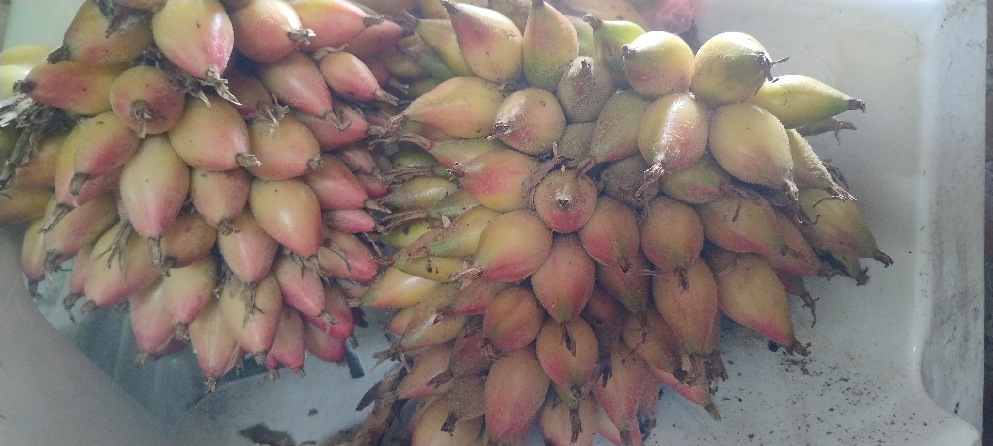 Bromelia karatas
