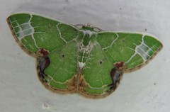 Comibaena albimarginata