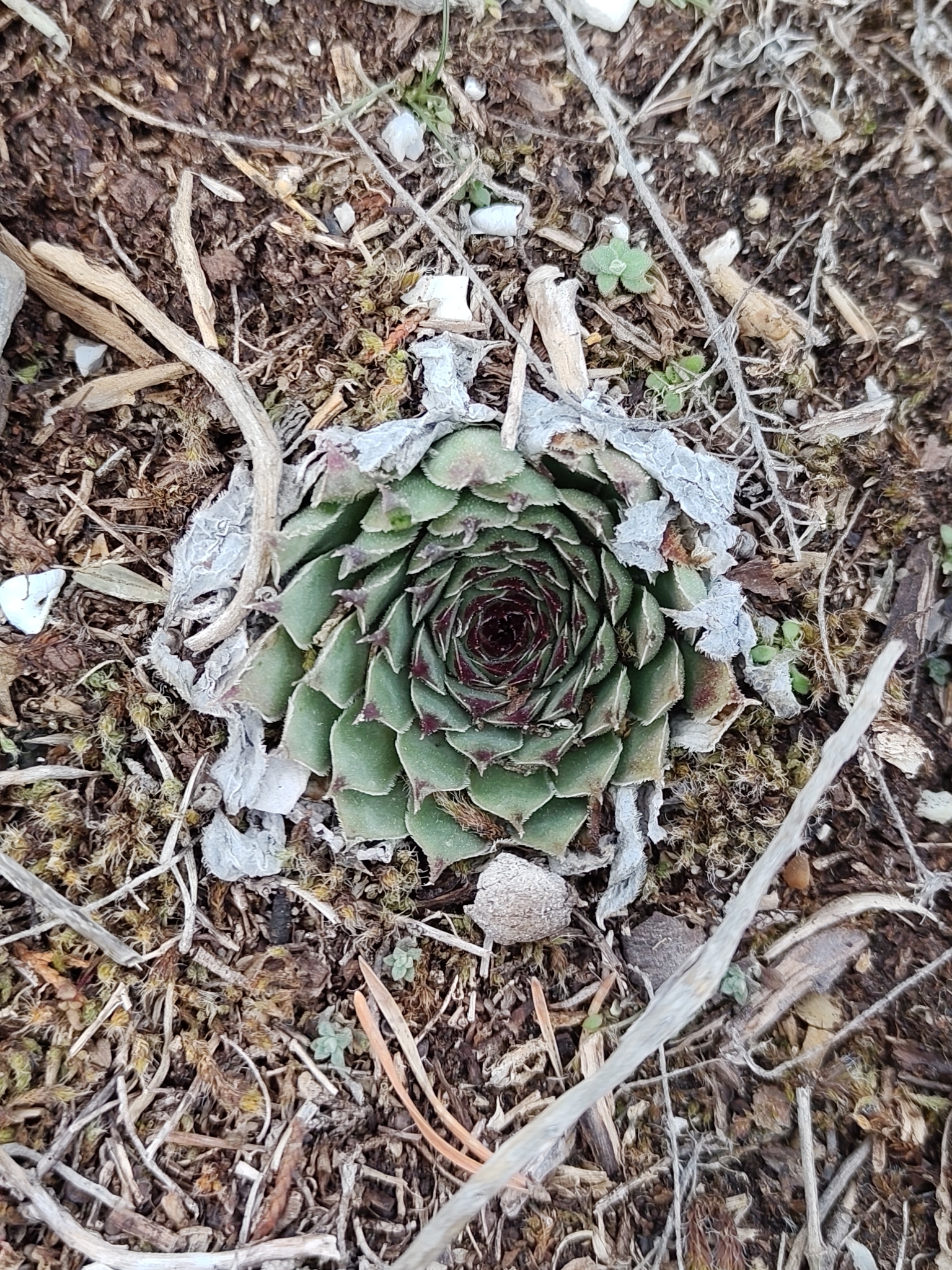 Imagem de Flor pontuda