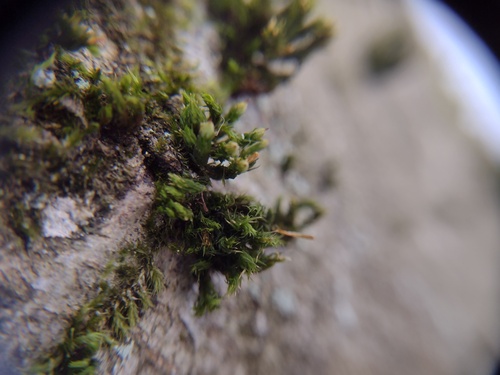 patent bristlemoss (Orthotrichum patens)