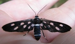 Amata stellaris