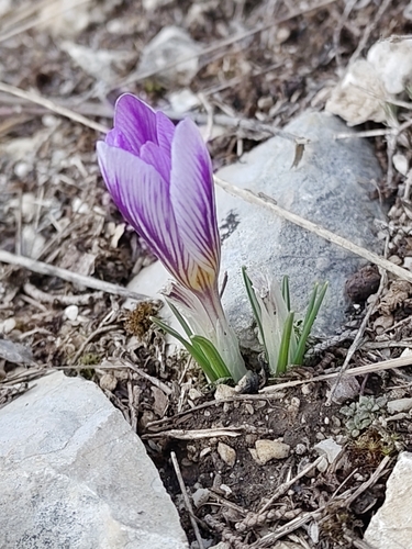 Crocus versicolor, photograph 6