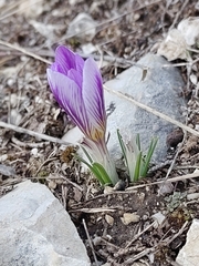 Crocus versicolor, photograph (c) Roland Godon, some rights reserved (CC BY)