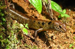 Sphenomorphus praesignis