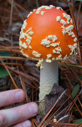 Peach-Colored Fly Agaric