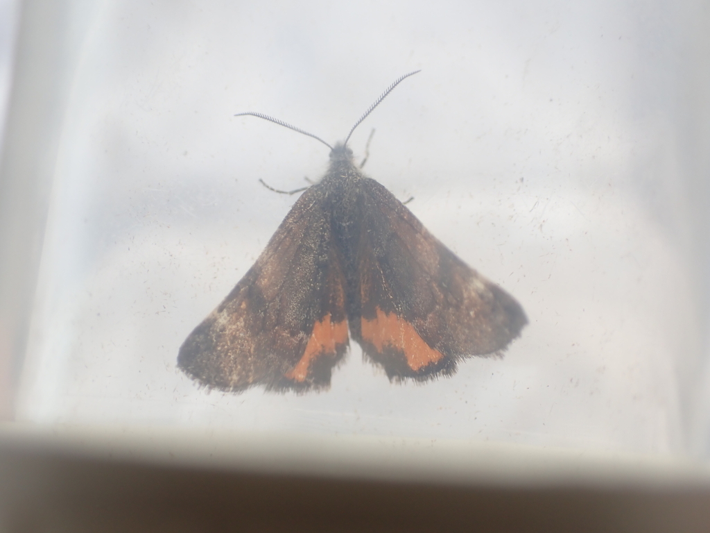 Light Orange Underwing
