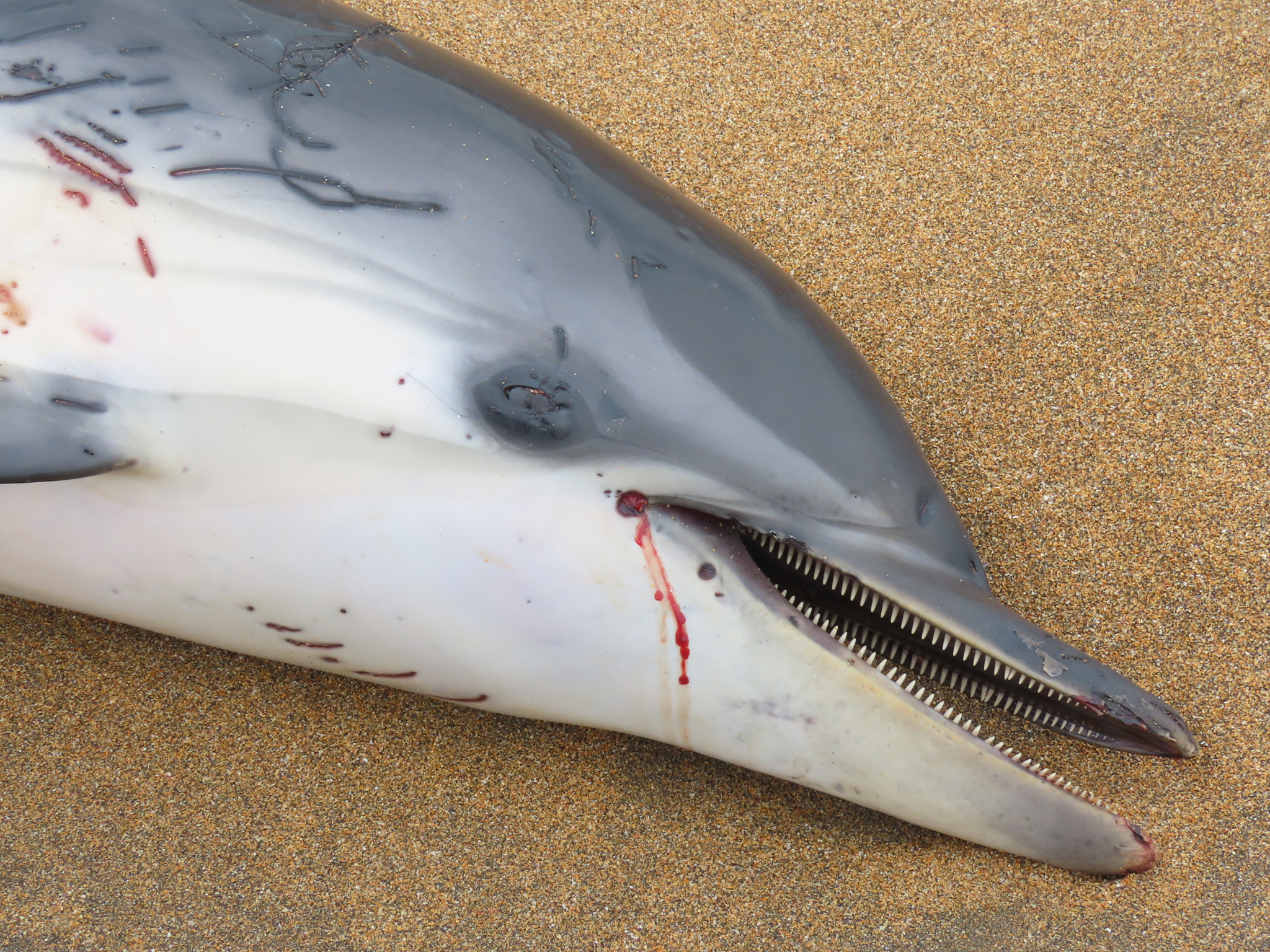 Stenella coeruleoalba