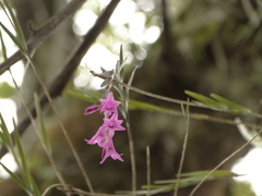 Isochilus unilateralis