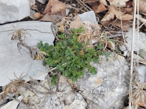Dwarf Restharrow (Ononis pusilla)