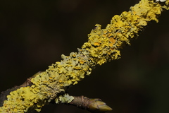 Xanthoria parietina