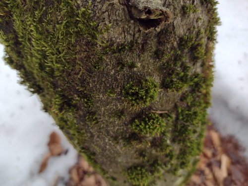 crisped pincushion (Ulota crispa)