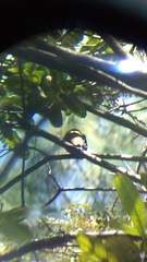 Pheucticus melanocephalus