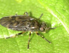 Berisina maculipennis