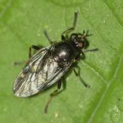 Berisina maculipennis