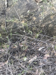 Platysace linearifolia