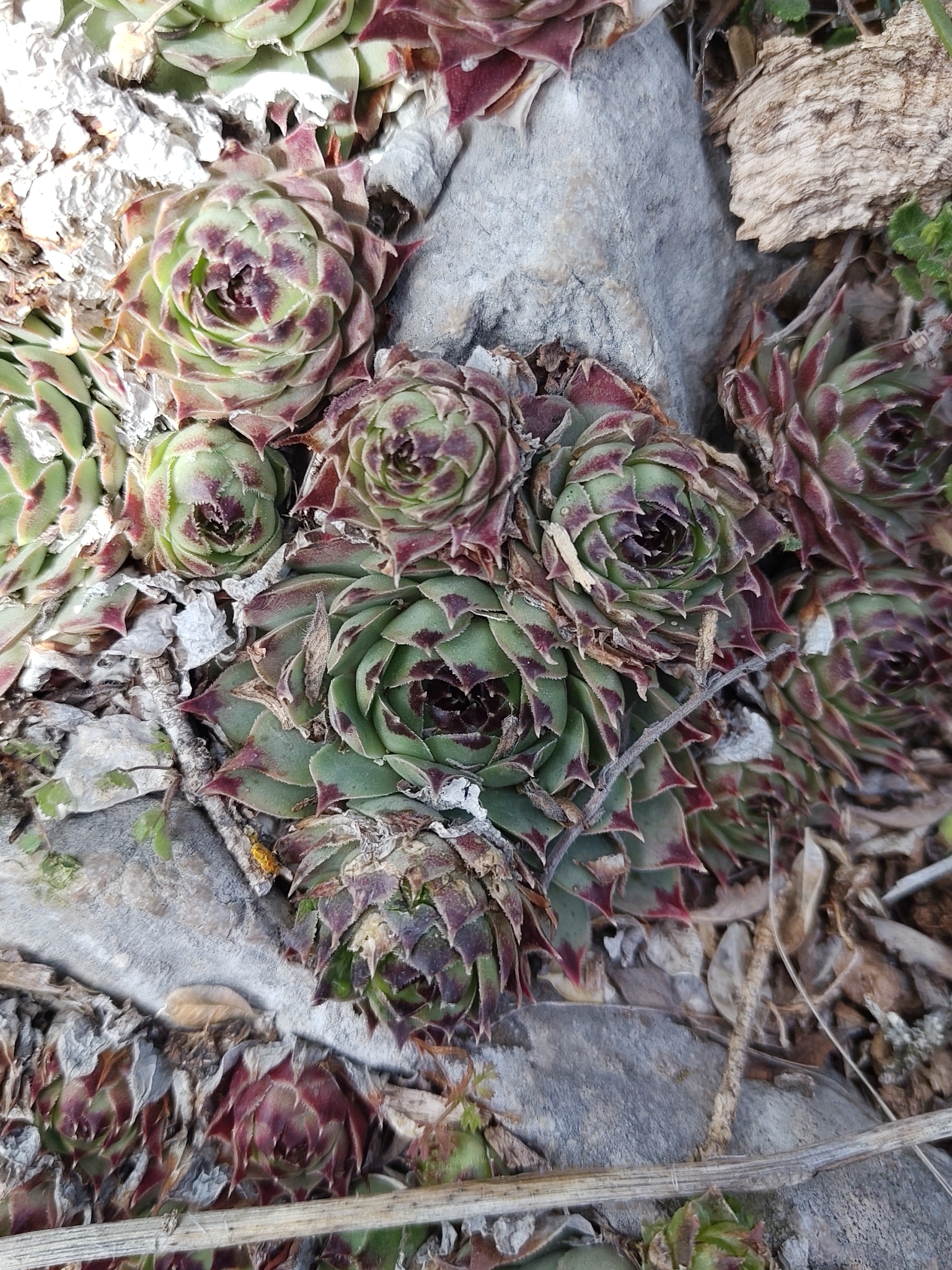 Sempervivum calcareum 'Greenii' 3
