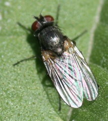 Fanniidae