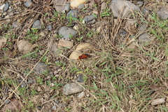 Physopelta slanbuschii