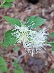 Neviusia alabamensis