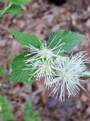 Neviusia alabamensis