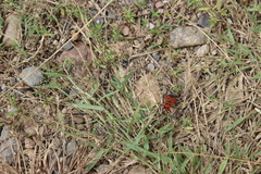 Physopelta slanbuschii