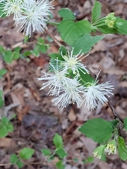 Neviusia alabamensis