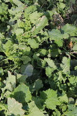 Raphanus raphanistrum landra