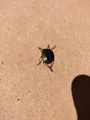 Calosoma schayeri
