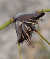 Mesomelaena tetragona