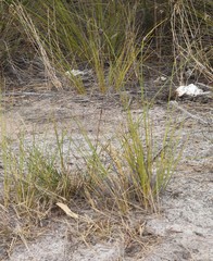 Mesomelaena tetragona