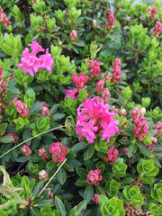 Rhododendron hirsutum