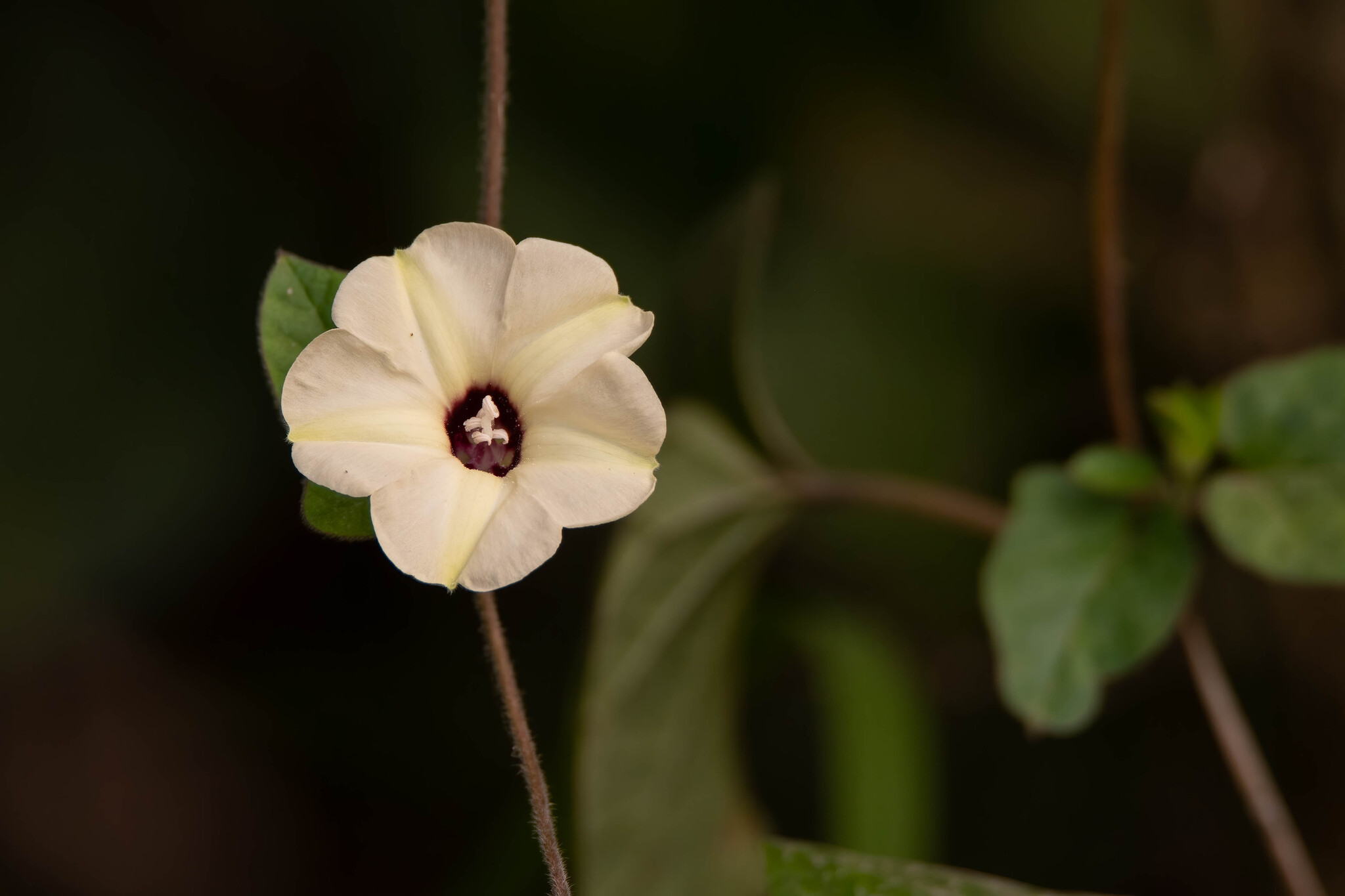 Hewittia malabarica (Hewittia malabarica)