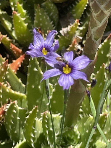 Unknown species found near Halison St, Torrance, CA, US