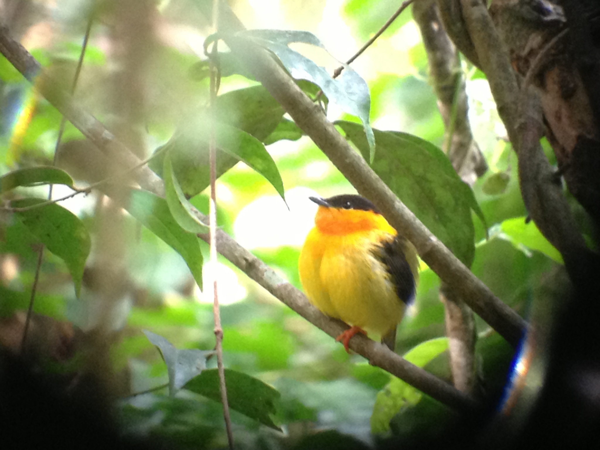 Orange-collared Manakin (Manacus aurantiacus)