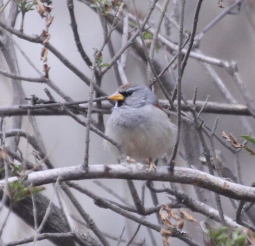 Great Inca Finch (Incaspiza pulchra), photo 6