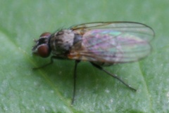 Coenosiinae