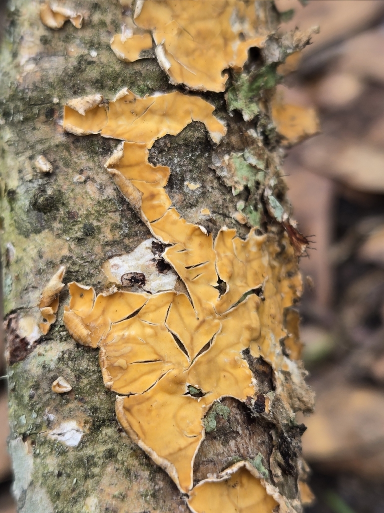 Stereum complicatum · March 2026 · photo: © vrose96 (iNaturalist, cc0)