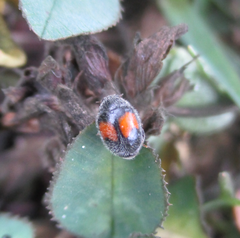 Diomus notescens