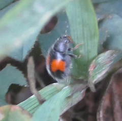 Diomus notescens