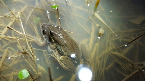 Pseudacris fouquettei