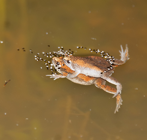 Eastern Narrow-mouthed Toad