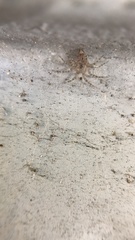 Oecobius cellariorum