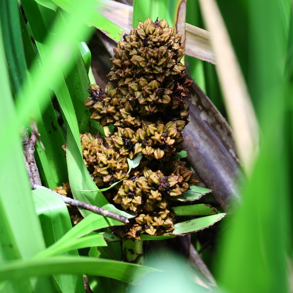 Scirpodendron ghaeri (Gaertn.) Merr.