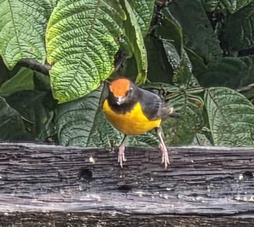 Tawny-capped Euphonia (Euphonia anneae), photo 7
