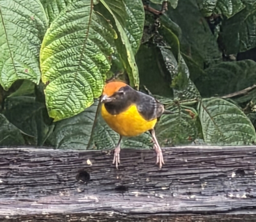 Tawny-capped Euphonia (Euphonia anneae), photo 8