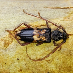 Phoracantha semipunctata